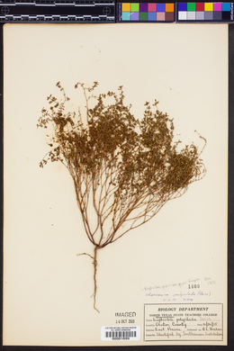 Euphorbia geyeri var. geyeri image