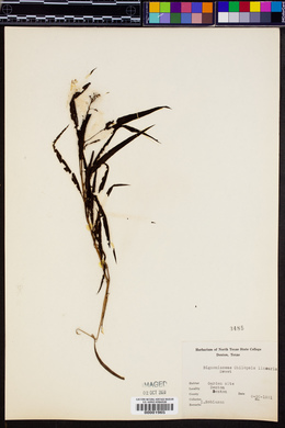 Chilopsis linearis image