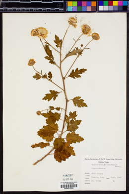 Chrysanthemum morifolium image