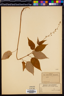 Circaea canadensis image