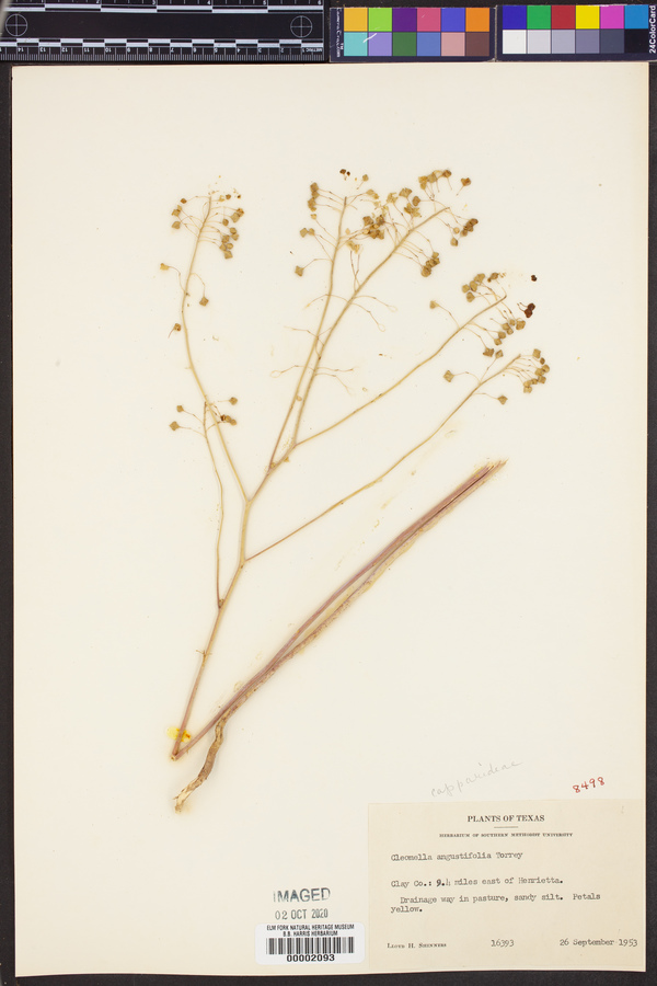 Cleomella angustifolia image