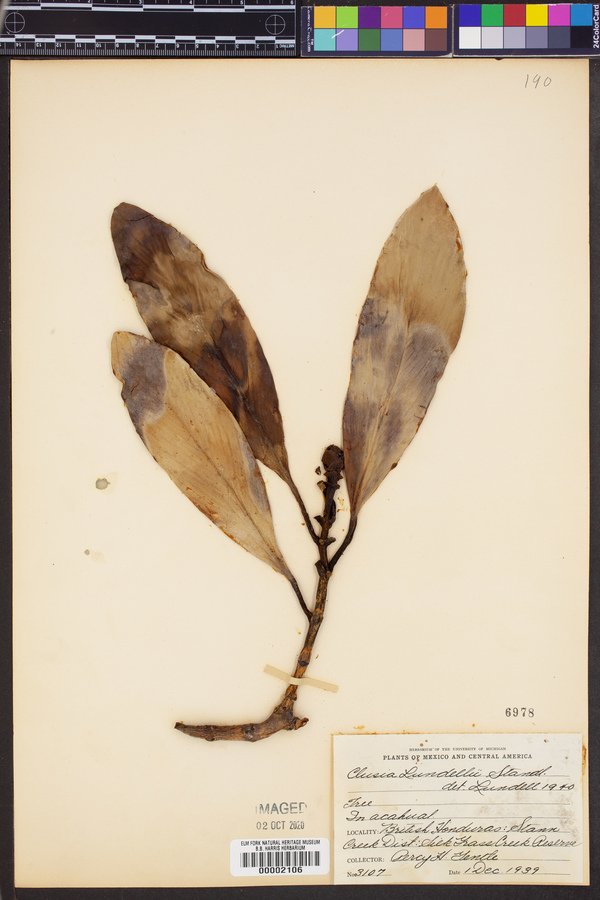 Clusia lundellii image