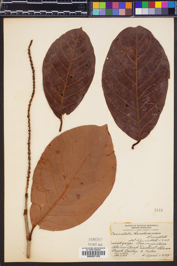 Coccoloba hondurensis image