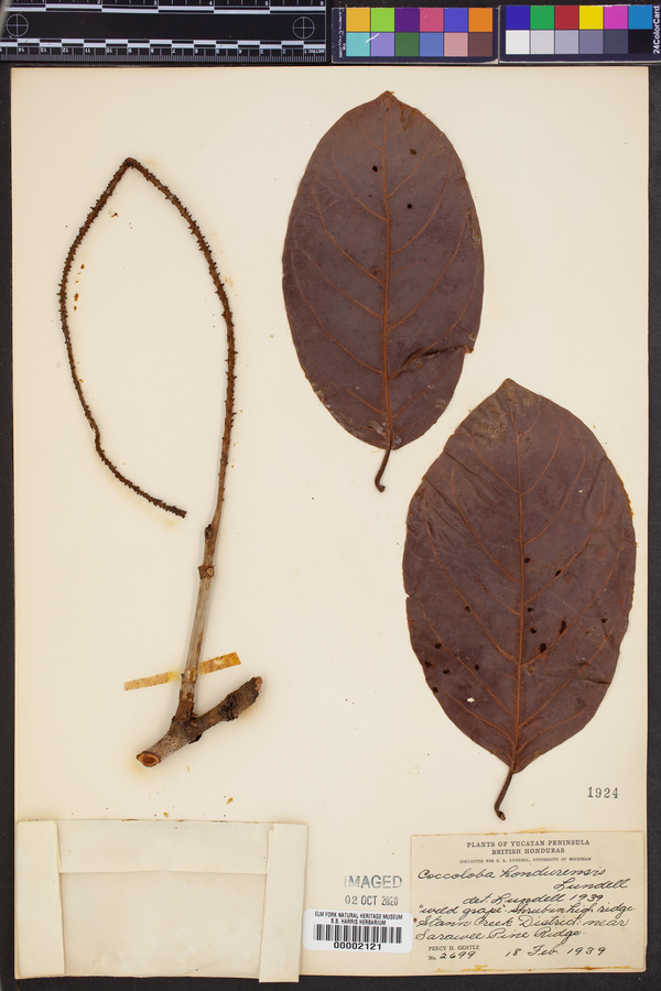 Coccoloba hondurensis image