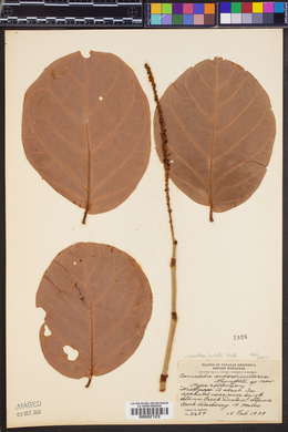 Coccoloba × lundellii image