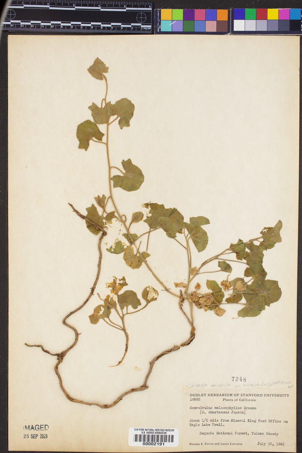 Calystegia malacophylla var. malacophylla image