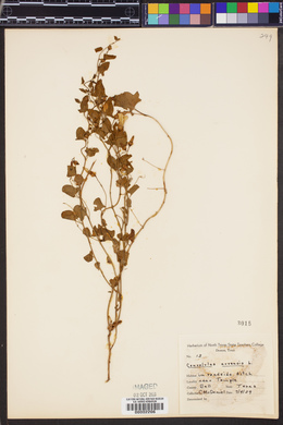 Convolvulus arvensis image