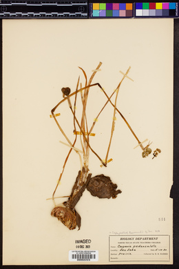 Zephyranthes drummondii image