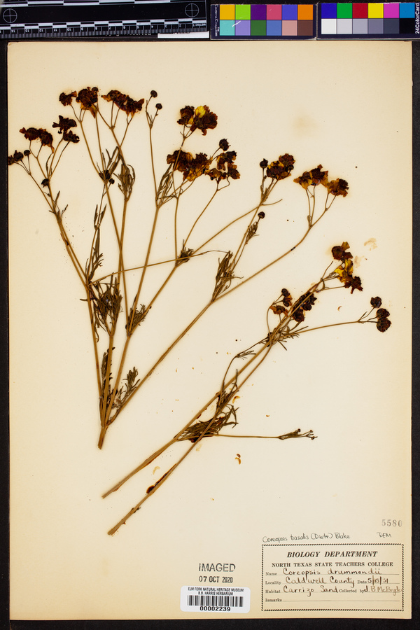 Coreopsis basalis image