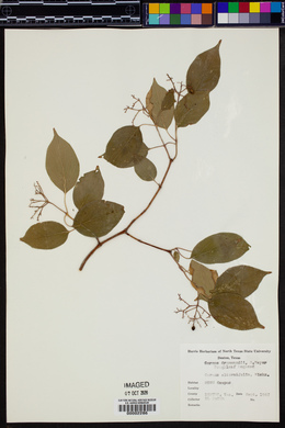 Cornus drummondii image