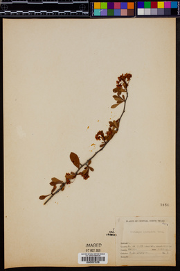 Crataegus spathulata image