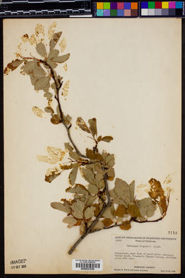 Crataegus douglasii image