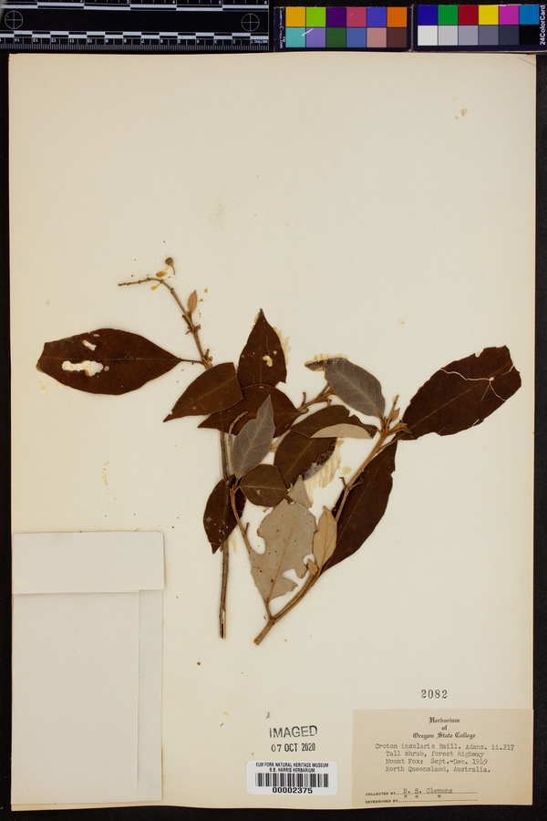 Croton insularis image