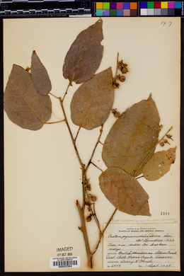 Croton billbergianus subsp. pyramidalis image