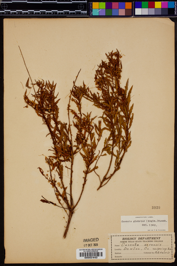 Cuscuta glabrior image