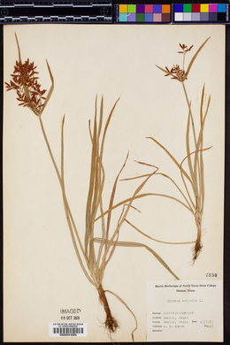 Cyperus rotundus image