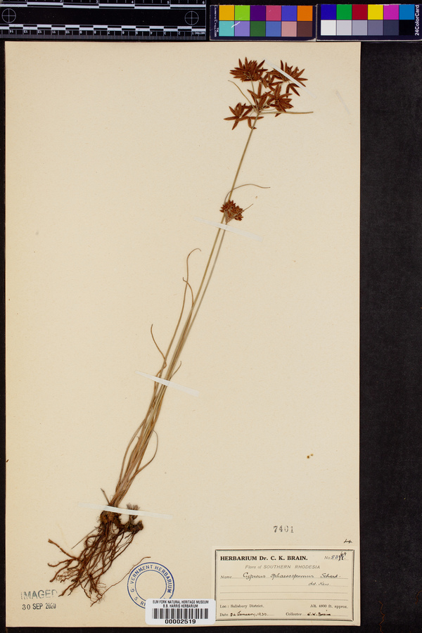 Cyperus sphaerospermus image