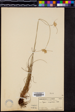 Cyperus margaritaceus image