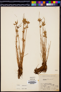 Cyperus flavescens image