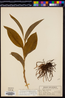 Cypripedium parviflorum var. pubescens image