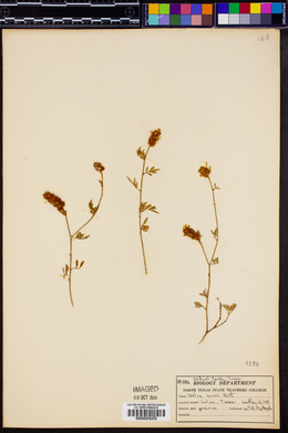 Dalea aurea image