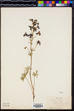 Delphinium menziesii image