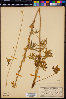 Delphinium carolinianum image