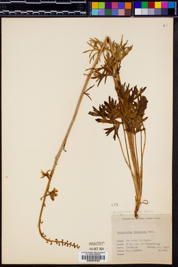 Delphinium carolinianum image