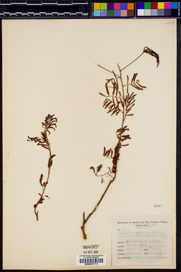 Desmanthus acuminatus image
