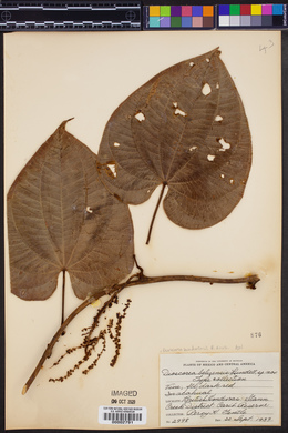 Dioscorea hondurensis image
