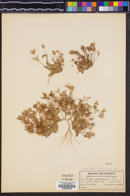 Draba reptans image