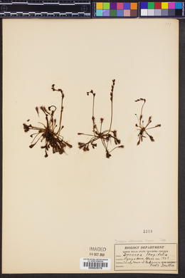 Drosera intermedia image