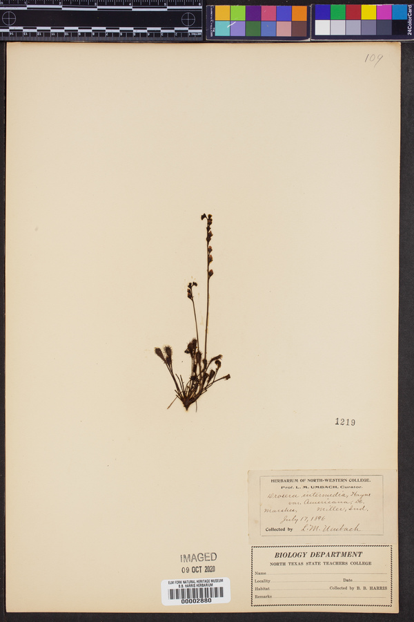 Drosera intermedia var. americana image