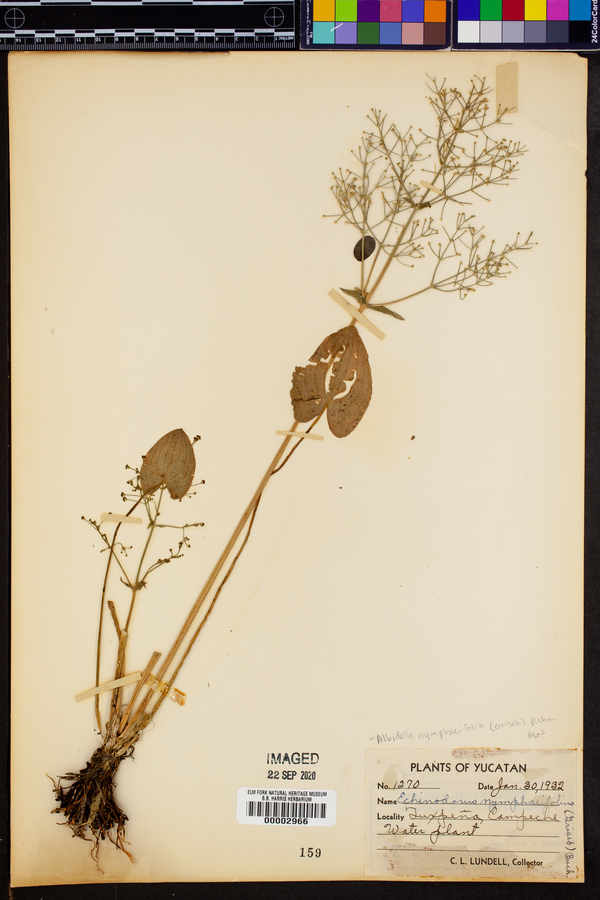 Albidella nymphaeifolia image