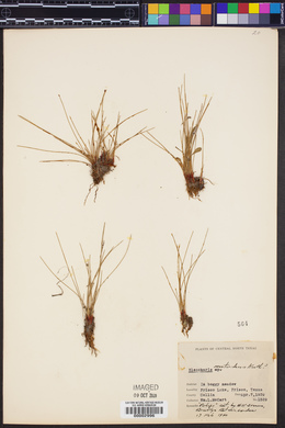 Eleocharis montevidensis image