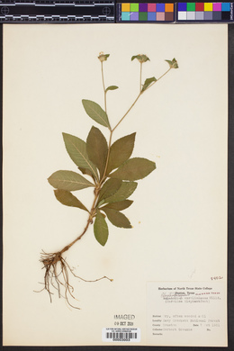 Elephantopus carolinianus image