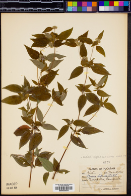 Delilea biflora image