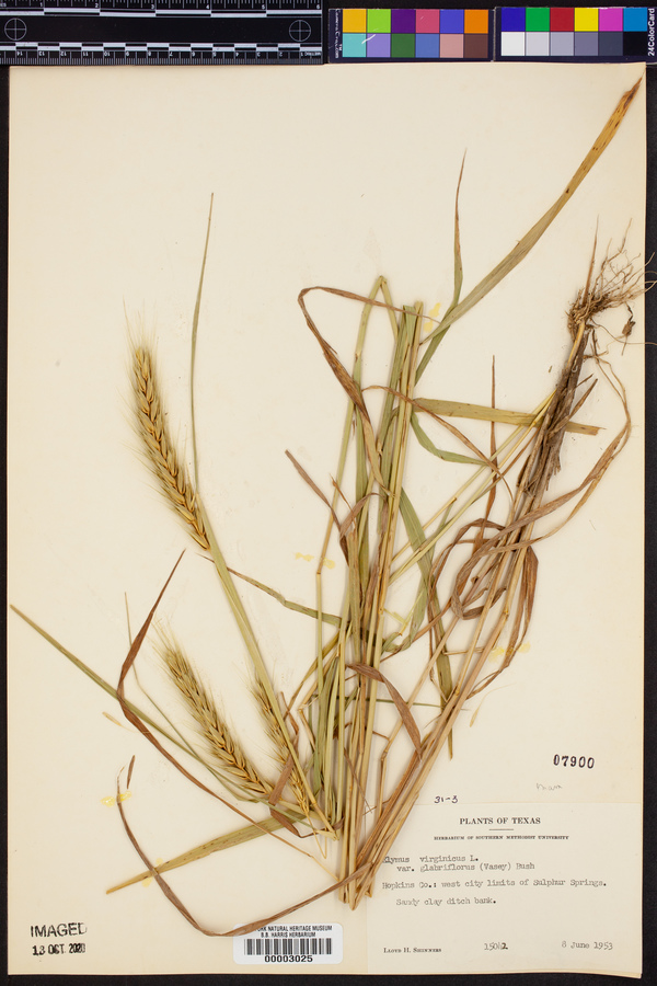 Elymus glabriflorus image