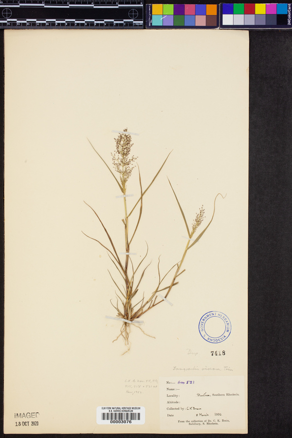 Eragrostis viscosa image