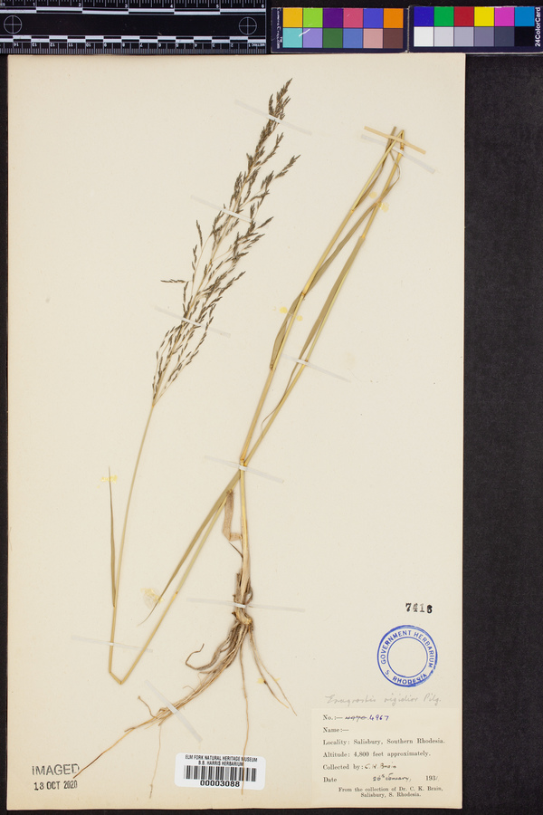 Eragrostis rigidior image