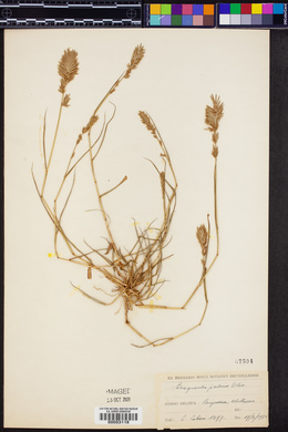 Eragrostis patens image