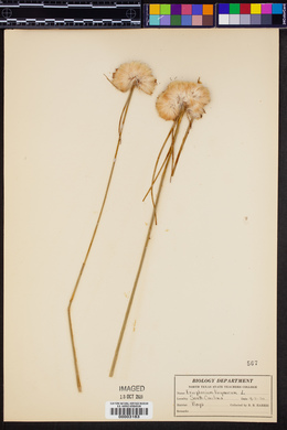 Eriophorum virginicum image