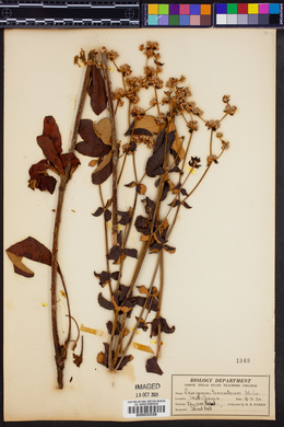 Eriogonum tomentosum image