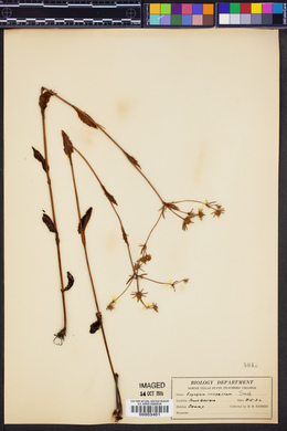 Eryngium nasturtiifolium image