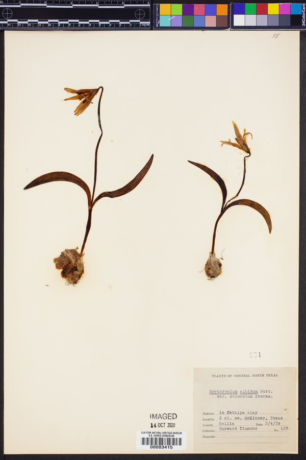 Erythronium albidum var. coloratum image