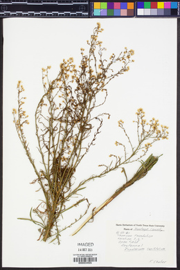 Eupatorium capillifolium image