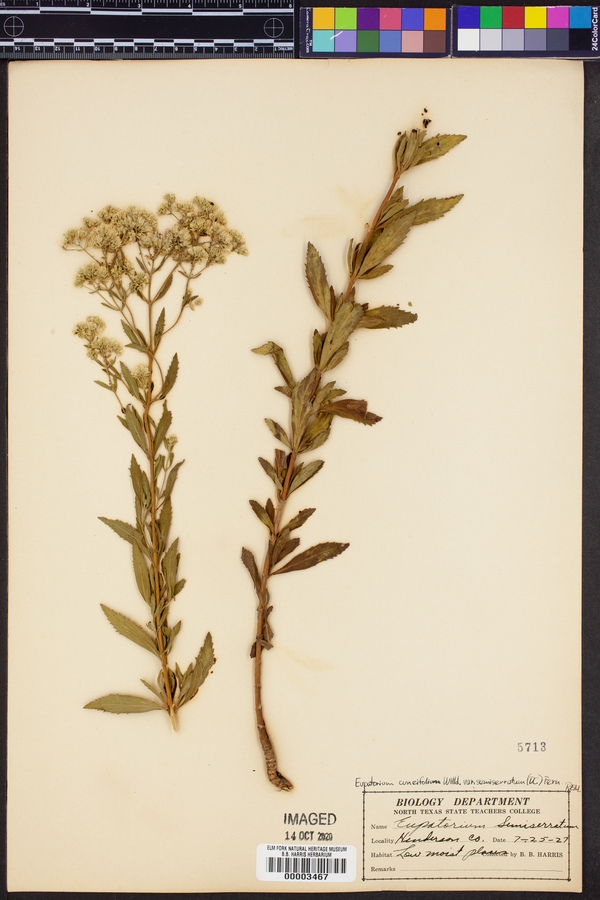 Eupatorium cuneifolium var. semiserratum image