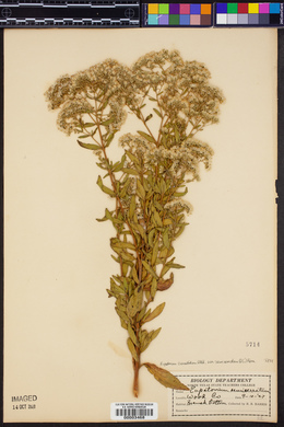 Eupatorium cuneifolium var. semiserratum image