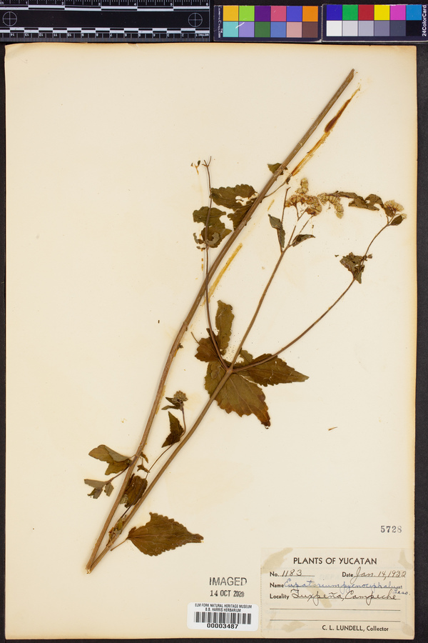 Fleischmannia pycnocephala image