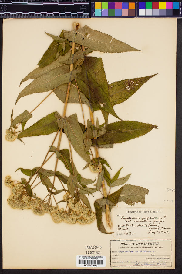 Eupatorium perfoliatum var. truncatum image